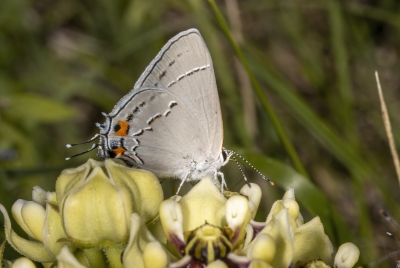 Gray Hairstreak